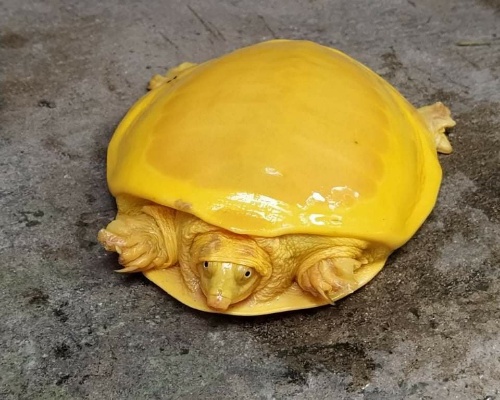 Descubren una tortuga de color amarillo en India