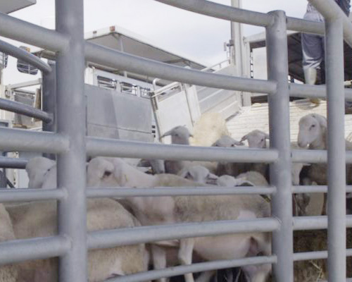 Un viaje infernal: España envía 100.000 corderos a Arabia