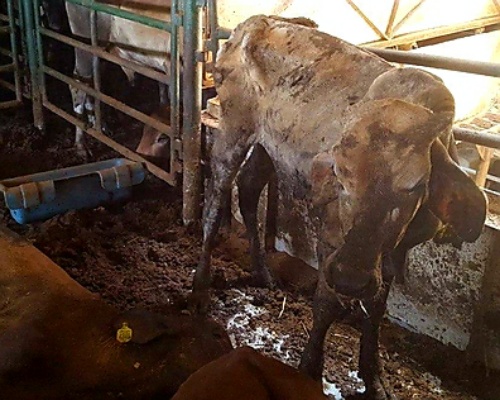 Miles de vacas en condiciones insalubres en Las Palmas