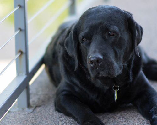 Dos perros mueren de hambre en una azotea