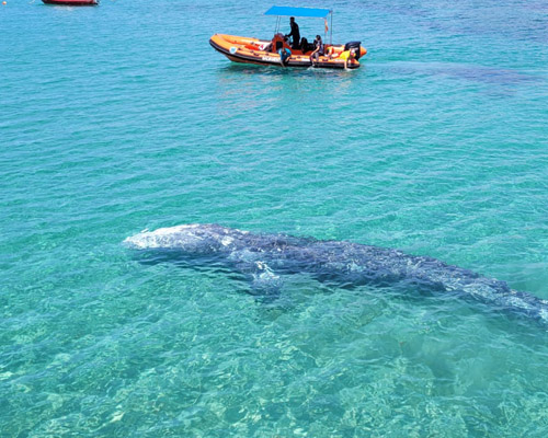 ¿Dónde está la ballena Wally que apareció en las Baleares?