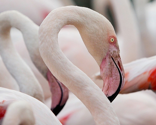 Récord de presencia de flamencos en el delta del Ebro este invierno