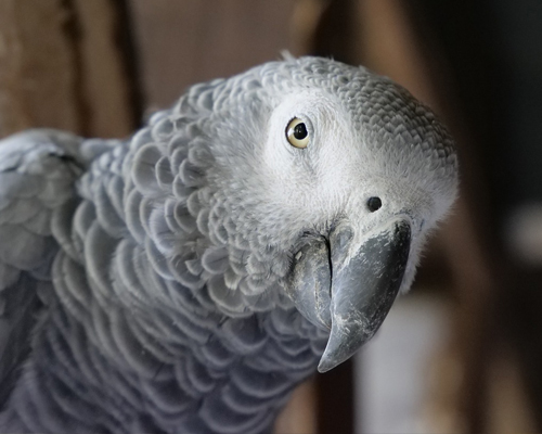 Un zoo aísla a cinco loros por insultar a sus visitantes