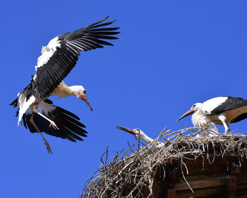 La nueva cepa de gripe aviar causa las primeras muertes de aves en España