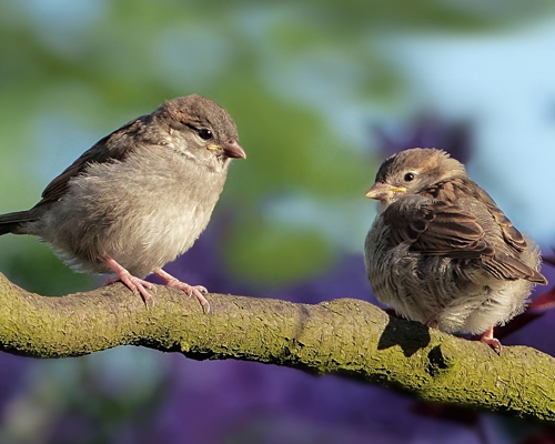 El 37% de las aves de España están amenazadas