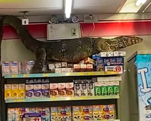 ¿Qué hace un varano como tú en un supermercado como este?