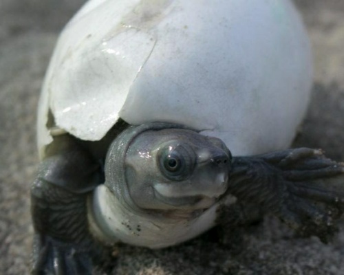 Salvan de la extinción a la tortuga más feliz