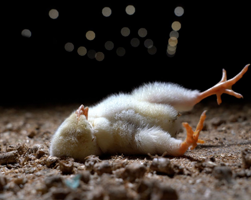 Nuevo caso de maltrato en una macrogranja de pollos en Alemania