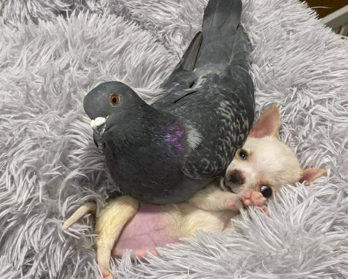 Un chihuahua y una paloma forjan una amistad viral