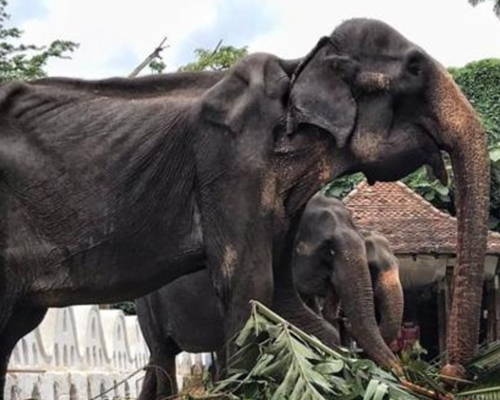 Una elefanta explotada en Sri Lanka hace saltar la alarma