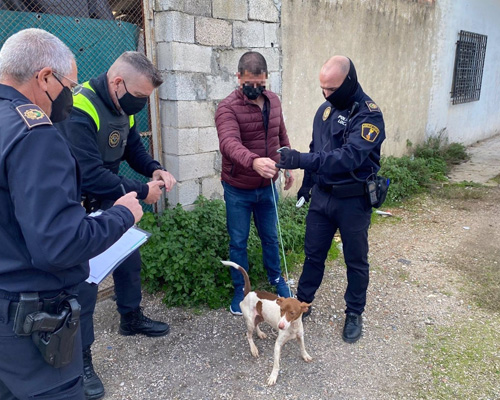 Rescatan a 39 perros en condiciones insalubres en Xàtiva