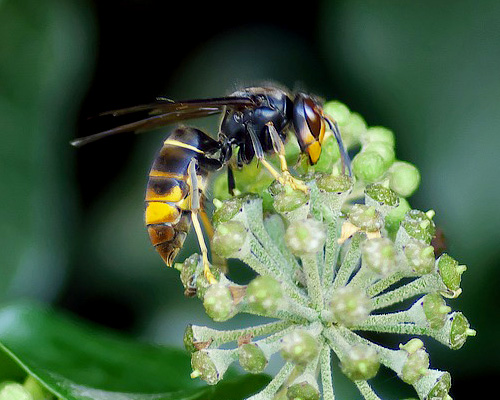 Muere por la picadura de una avispa velutina