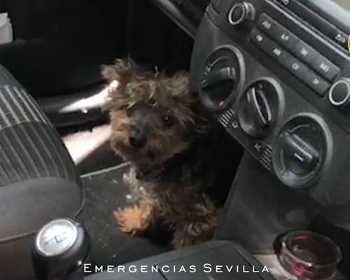 Salvan a un yorkshire de morir de calor en un coche