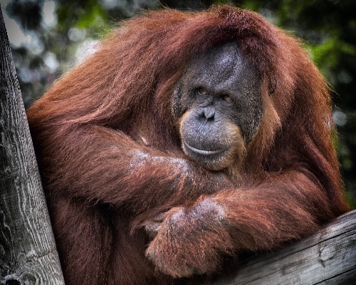 ¿Sabías que el orangután comparte el 97% de nuestros genes?