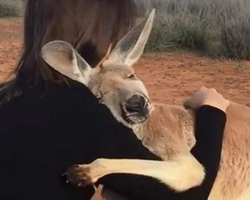 Un canguro abraza cada día a sus rescatadores