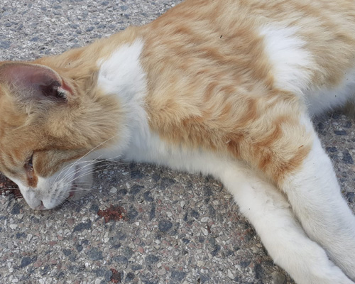 Matanza felina: al menos 60 gatos son asesinados en La Hoya