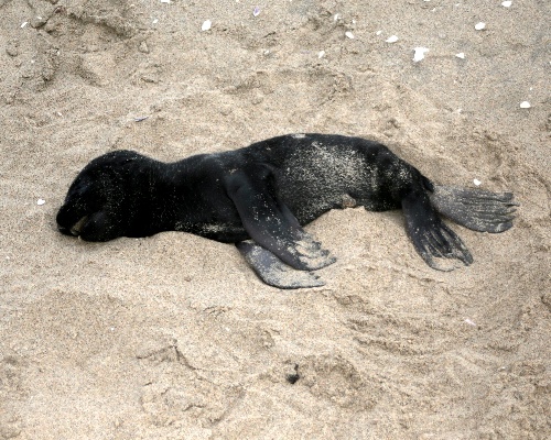 Miles de crías de lobos marinos mueren en Namibia