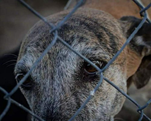 Protectora recoge más de 100 galgos en dos semanas