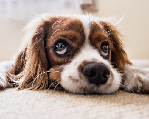 ¿Qué es la disfunción cognitiva canina y cómo podemos atajarla?