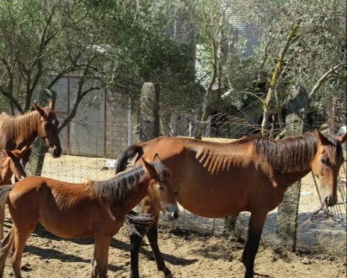 Localizan 28 caballos desnutridos en Sevilla