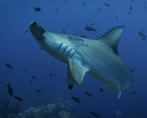 Desciende un 71% la población de tiburones en medio siglo