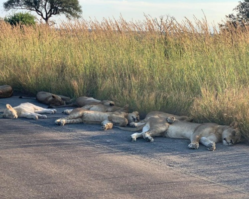 Una manada de leones descansa en el asfalto