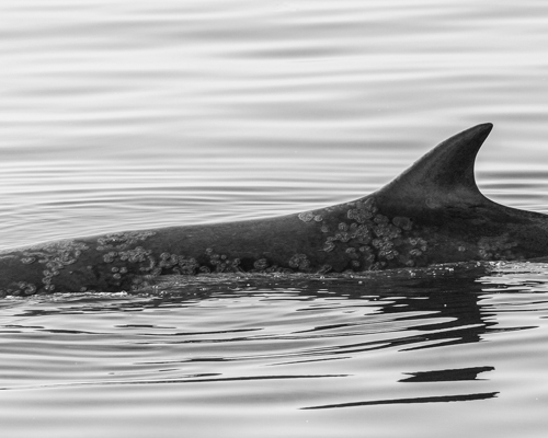 ¿Qué está pasando con las ballenas en la costa oeste de Estados Unidos?