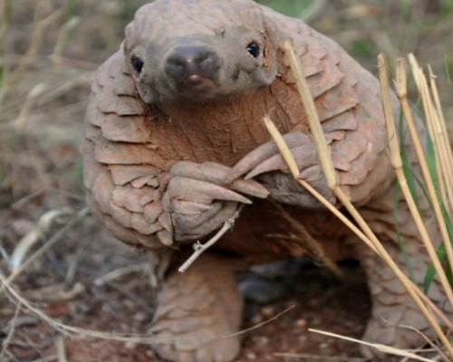 ¿Cómo es el realmente el pangolín?