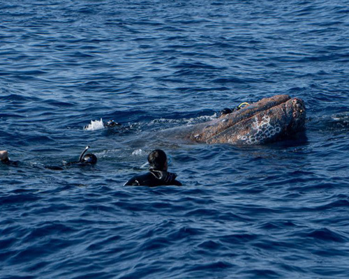 Rescatan a una ballena jorobada en aguas de cala Millor, en Mallorca