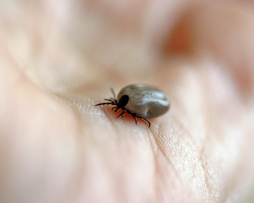 Se dispara la presencia de garrapatas en España