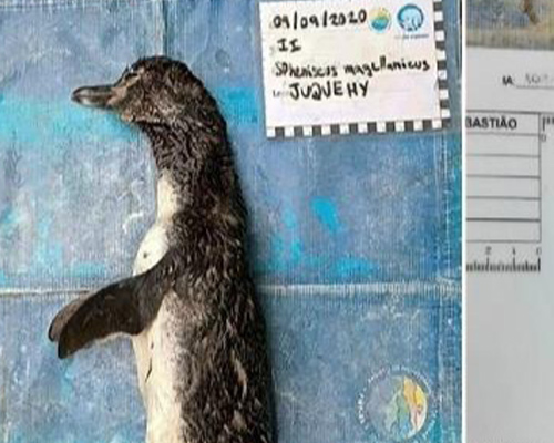 Hallan un pingüino muerto tras ingerir una mascarilla