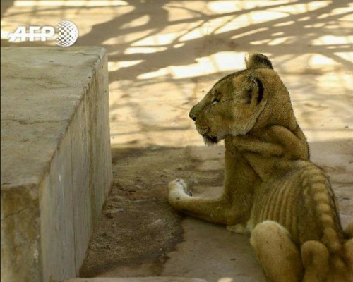 Alarma: los leones de un zoo de Sudán mueren desnutridos