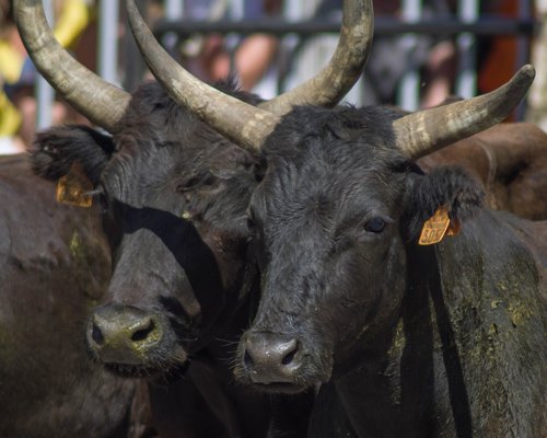 La justicia frena cautelarmente la muerte del Toro de la Vega