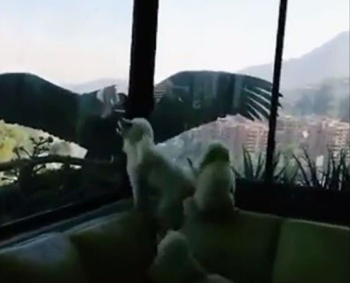 Dos cóndores atacan a los perros de un edificio