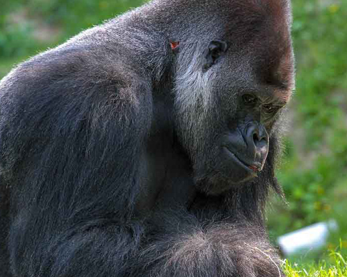 Asesinados seis guardas en un santuario de gorilas en el Congo