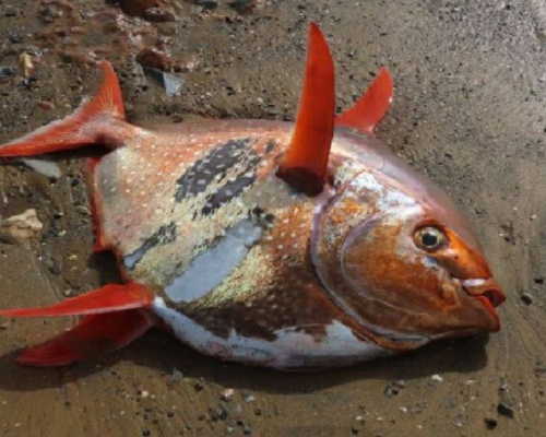 Aparece varado un pez luna rojo en Calblanque