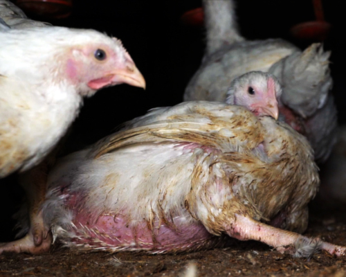 El Consejo del Pollo de EE.UU. excluye a los pollos broiler de su guía de bienestar