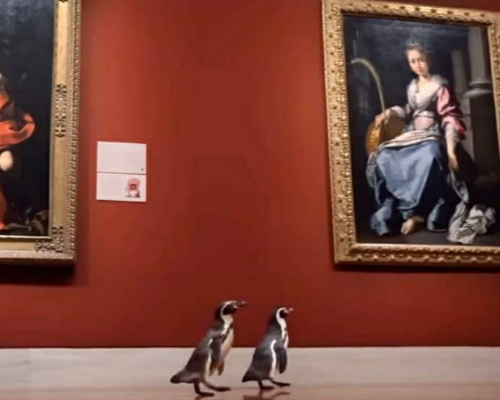 Tres pingüinos de Kansas, de tour por un museo