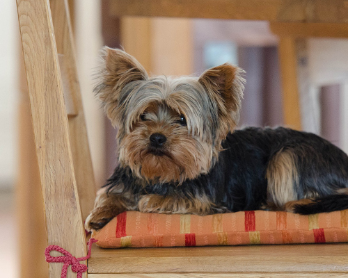 Piden 16 meses de cárcel para un hombre que mató a su perro con un bate