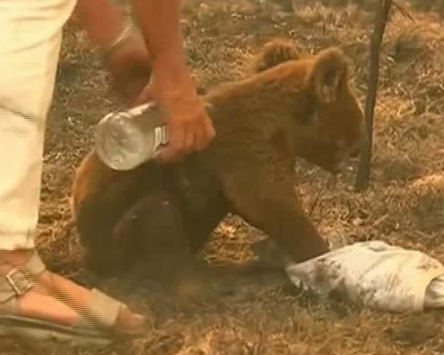 Muere el koala rescatado del incendio en Australia