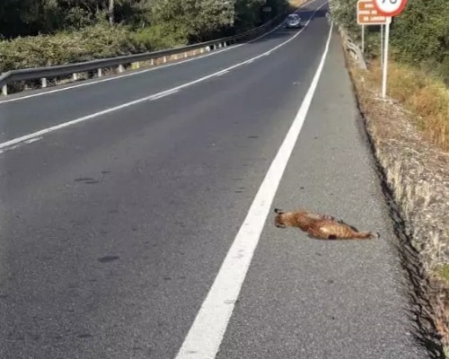 Muere un lince atropellado en una carretera de Sevilla