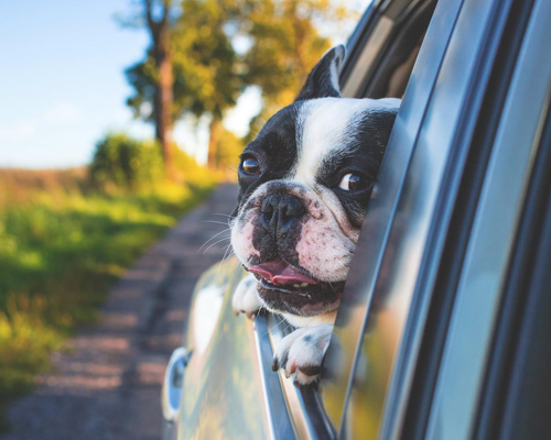 Cinco consejos básicos para viajar con tu mascota en coche