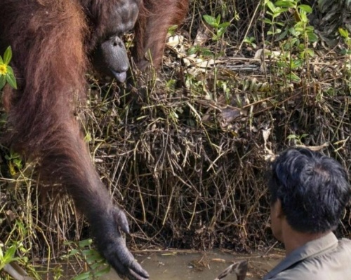Un orangután ofrece ayuda a un hombre en Borneo