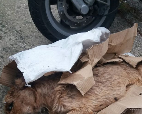 Buscan a la persona que abandonó a una perra moribunda en Xátiva