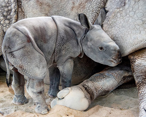 Nace el primer rinoceronte por inseminación y ovulación inducida