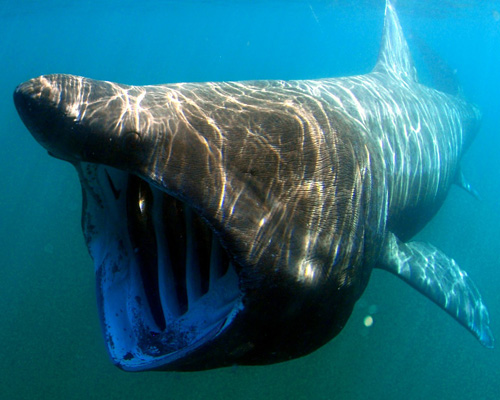 Tiburones peregrinos sorprenden a los surfistas