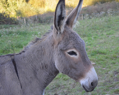 ¿Quién ha matado más de 40 burros en California?