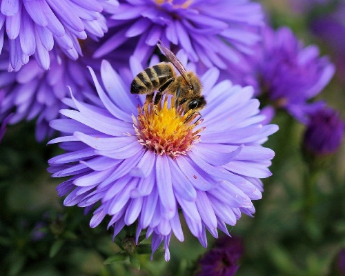 ¿Por qué la abeja es un ser vivo fundamental?