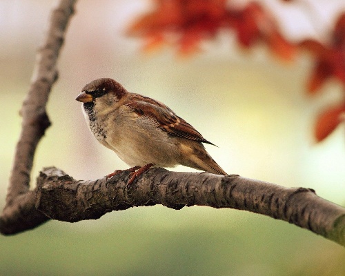 Las aves nos necesitan: no retires sus nidos