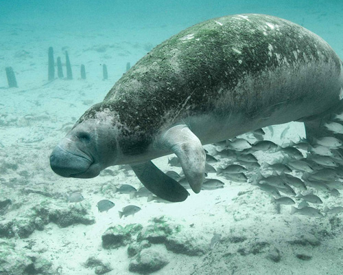 Tres manatíes son preparados para su regreso al mar